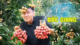 Lychee Season In Vietnam. Mùa vải thiều ở Việt Nam | Du lịch Bắc Giang.