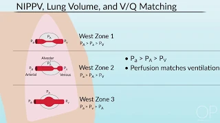 "Pulmonary Mechanics in Non-Invasive Positive Pressure Ventilation" by Brian McAlvin