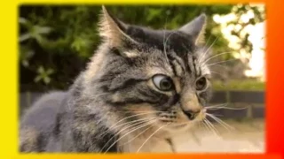 Котята. Кошки Видео о животных Создай себе хорошее настроение