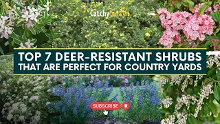 Top 7 Deer-Resistant Shrubs You'll Love In Your Country Garden 🌸🌿