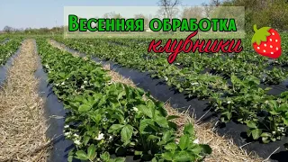 ‼️Весенняя обработка клубники🍓‼️