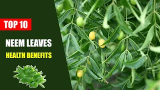 Benefits of Neem Leaves – Top 10 Uses of Neem Leaves for Skin and Hair