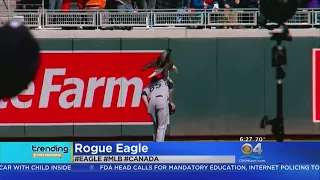 Trending: Eagle Lands On Pitcher's Shoulder