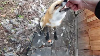 Alice the fox. The fox was able to bite while scratching.