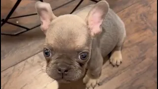 Stubborn Tiny Frenchie doesn't want to apologize to his mom even though he peed on the floor