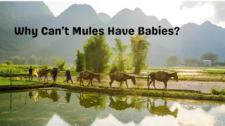 Why Can't Mules Have Babies?