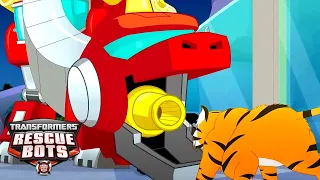 Transformers: Rescue Bots | Dinobot VS Tiger 🦕 | FULL Episode | Kids Cartoon | Transformers Junior