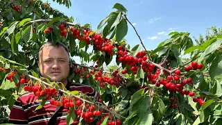 Первый Раз вижу Такое! Сезон Фруктов в Узбекистане!