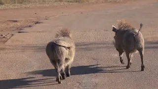 #warthogs #pilanesbergnationalpark