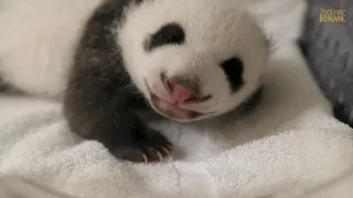 2 pandas géants miniatures !