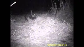 Cat encounters Foxes!