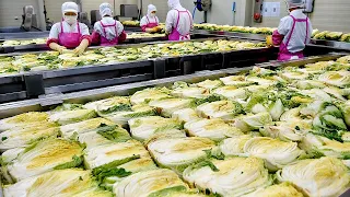 위생 미쳤습니다! 대한민국 김치 공장의 놀라운 김치 대량생산 과정 Amazing kimchi mass production process! kimchi factory in Korea