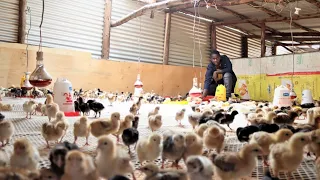 I hatch 10000 Chicks Every week | My  Brooding Business Success Story