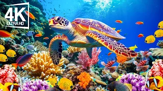 Coral Symphony 4K ULTRA HD 🐠 Magnificent Coral Reef Fish - Peaceful Sleep Meditation Music