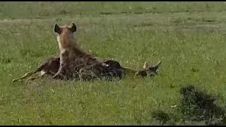 hyena took the topi from the two cheetah brothers.