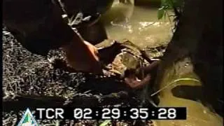 Alligator Snapping Turtle Bites Researcher