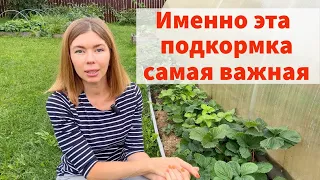 ЭТИ ОШИБКИ МОГУТ ОСТАВИТЬ ВАС БЕЗ УРОЖАЯ КЛУБНИКИ. Самый важный уход за клубникой - ИМЕННО СЕЙЧАС