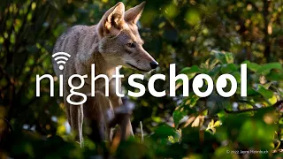 NightSchool: Nature in Focus