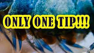 HOW SHRIMP EAT? - One very important tip on breeding shrimps