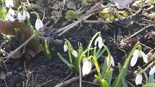 Весна пришла. Зацвели подснежники. Snowdrops.