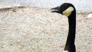 Canada Geese HONKING FIGHTING on Road