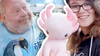 MiYukis neuer AXOLOTL | NORBERT ZAJAC | Zoo Zajac