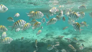 Snorkeling at Bavaro Beach Punta Cana Domenican Republic 2021 | GoPro HD