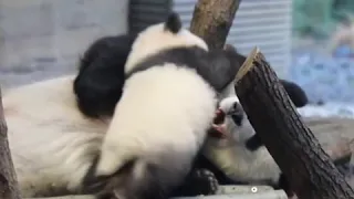 В зоопарке Берлина посетители впервые встретились с детенышами панды