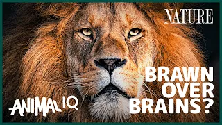 There Are No Actual ‘Lion Kings’ | Animal IQ