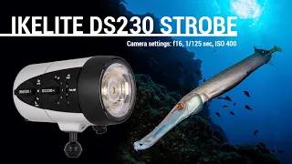 Ikelite DS 230 Strobe Review // Sample Underwater Photos!