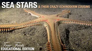 Sea Stars: Educational Edition