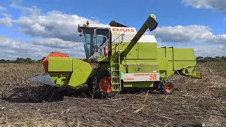 Уборка подсолнуха. Начало. claas dominator 58s