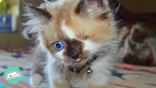 Breeder Wanted to Put Down This Cutie! Can You Imagine? | Cuddle Cats