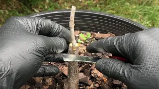 Kasandra Persimmon Bark Graft