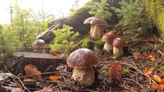 Mushroom tale - about wonderful porcini mushrooms!