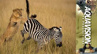 Lioness Chase Zebra During Migration 🦁🏆🦓🚫