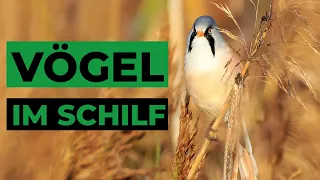 Diese Vögel findest du im Schilf - Vogelstimmen lernen