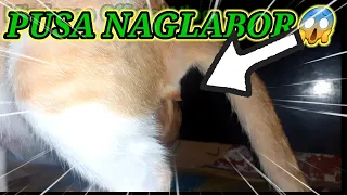 How Cat Give Birth/Paano manganganak ang pusa tara silipin ntin|Diomar Juanillo