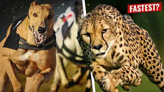 Can The Dogs Beat the World's Fastest Animal?  Top 10 Fastest Dog Breeds vs. Cheetah