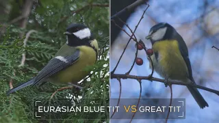 Bird Species Comparison: Eurasian Blue Tit vs Great Tit