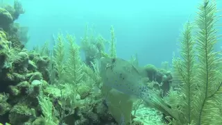 You can't make this up - filmed with the GoPro Underwater housing (HD version)