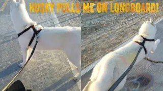 Husky Pulling Longboard