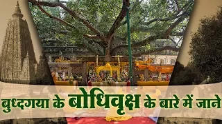 Know about Bodhi Tree of Bodhgaya | बुद्धगया के बोधिवृक्ष के बारे में जाने