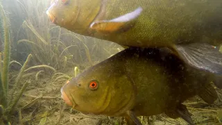 COOL! Coarse / float fishing for tench, roach, bream with underwater camera. Рыбалка линь под водой.