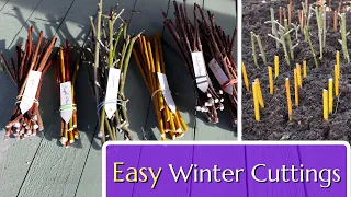 Easy Winter Cuttings: Hardwood Propagation