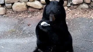 Man Wakes Up To Find Huge Black Bear Snacking While Standing on His Deck