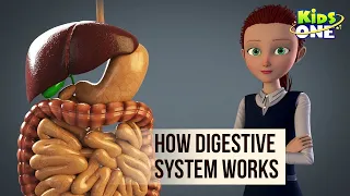 How Digestive System Works in Human Body | 3D Animation