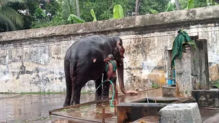 Mayuranathar Temple avayambal aanai shower both 26/10/2021 Mayiladuthurai