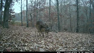 Buck mating Doe 😈 in Soddy Daisy, Tennessee (another deer watches from the woods)