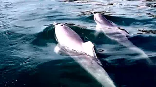 Mandurah Dolphins